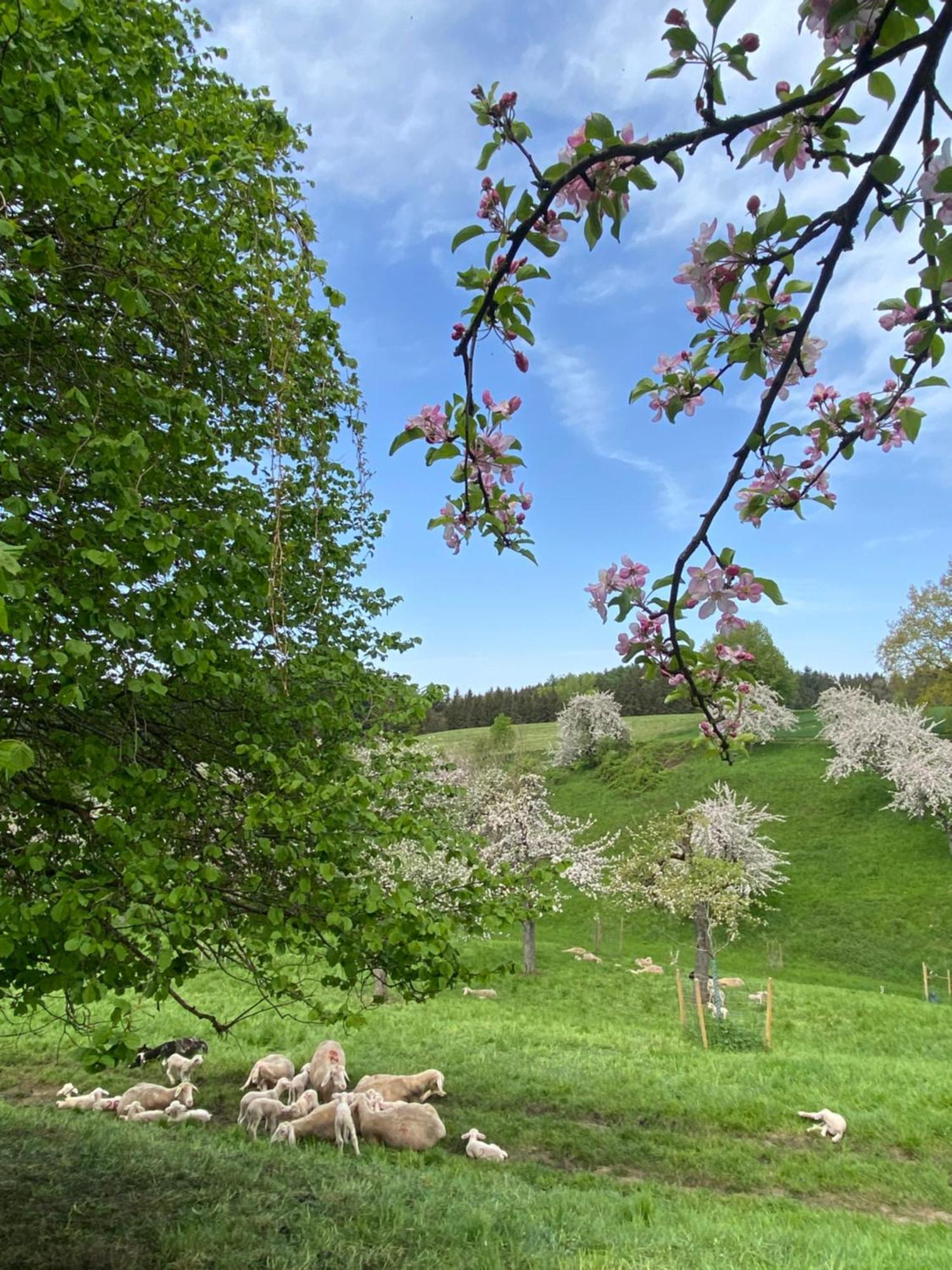 Klostergasthof Roggenburg Eksteriør billede